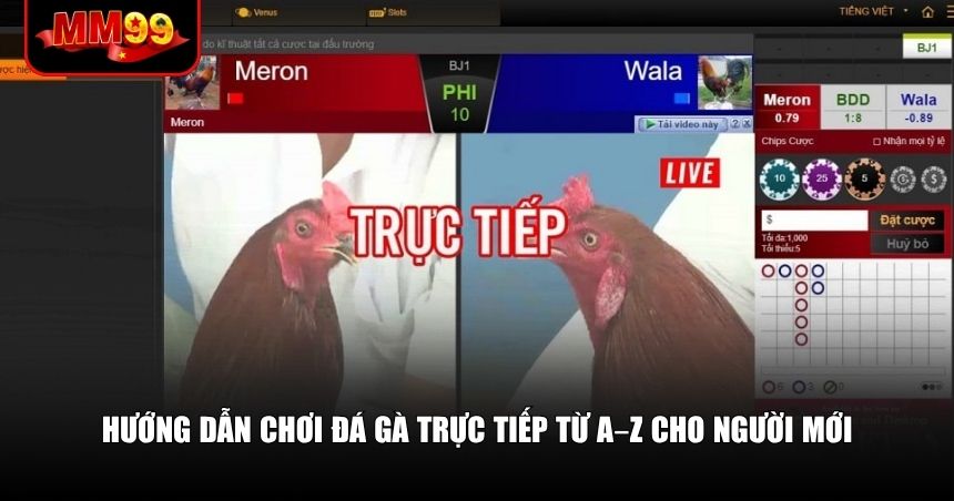 Chơi đá gà trực tiếp vẫn cần nắm một số bước cơ bản