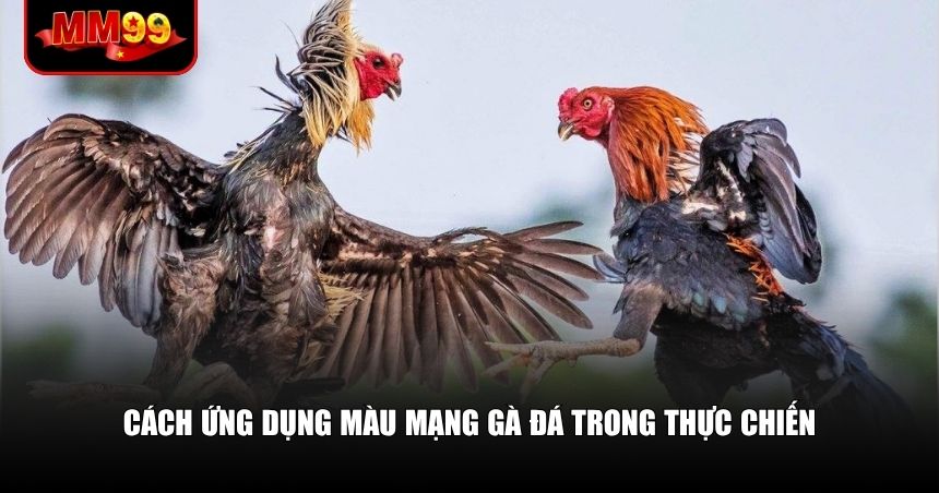 Cách ứng dụng màu mạng gà đá trong thực chiến
