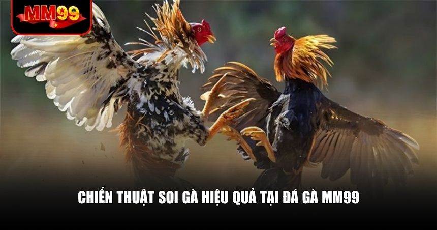 Đá Gà MM99 – Trải Nghiệm Cá Cược Đá Gà Trực Tuyến Thông Minh 3 Soi kèo đá gà một cách bài bản tại đá gà MM99