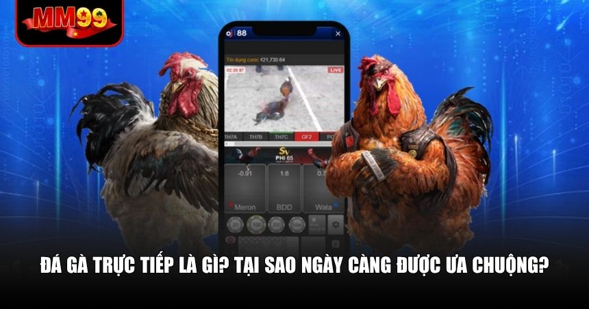 Đá gà trực tiếp là gì và tại sao được yêu thích
