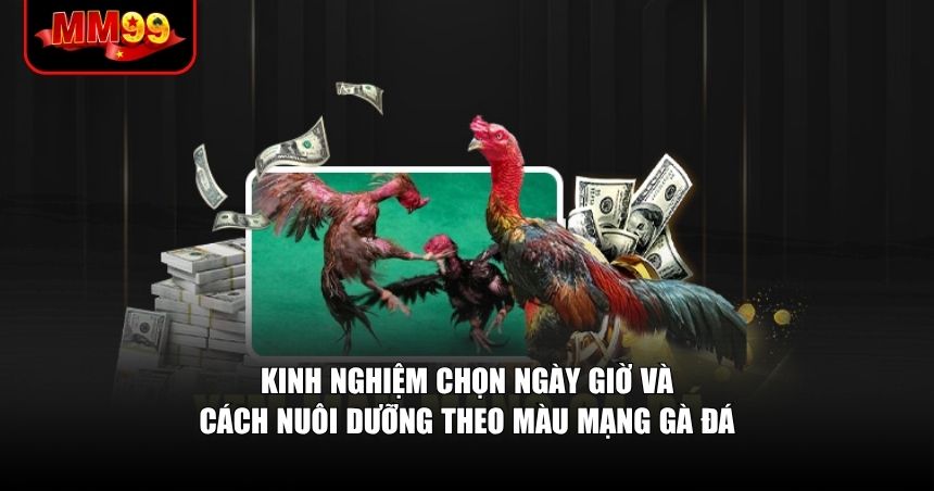 Kinh nghiệm chọn ngày giờ và cách nuôi dưỡng theo màu mạng gà đá