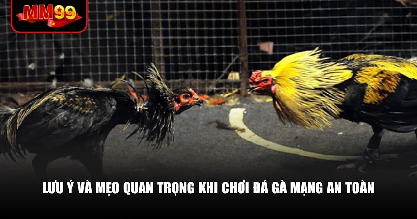 Lưu ý và mẹo quan trọng khi chơi đá gà mạng an toàn