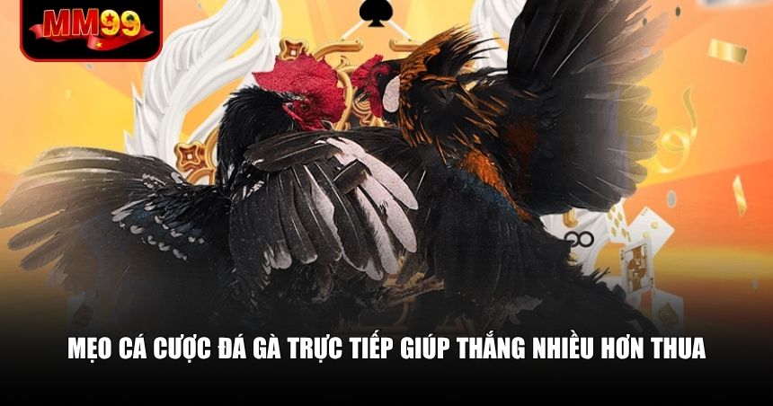 Mẹo cá cược đá gà trực tiếp giúp thắng nhiều hơn thua